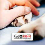 La propuesta, que ahora continúa su tramitación en el Senado, representa un avance pionero en Latinoamérica y abre un debate relevante para la gestión de personas, políticas de bienestar laboral y corresponsabilidad emocional dentro de las empresas.